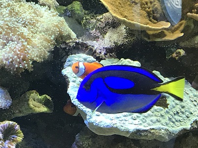 お盆休み中　某水族館での光景.JPG