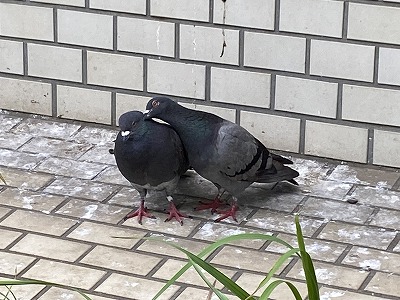 仲良しハト.jpg