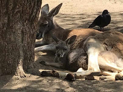 動物園・カンガルー親子.JPG