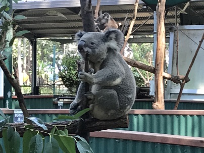 動物園・コアラ.JPG