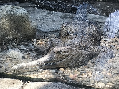 動物園・ワニ.JPG