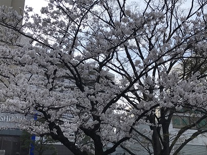 桜の花.JPG