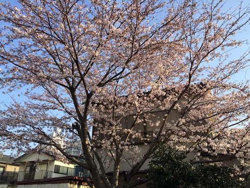 桜.JPG