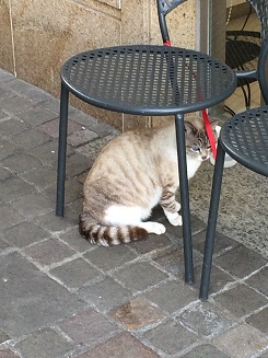 猫A.JPG