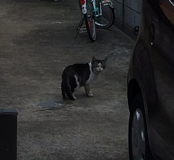 猫C.JPG