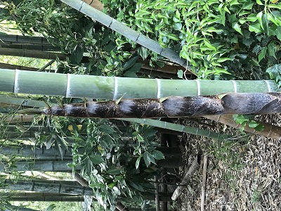 立派な竹とタケノコ.jpg