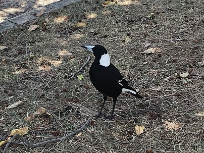 野鳥その２.JPG