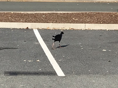 野鳥その３.JPG