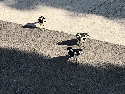 野鳥その４.JPG