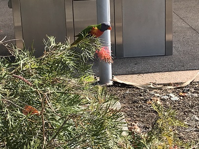 野鳥その５.JPG