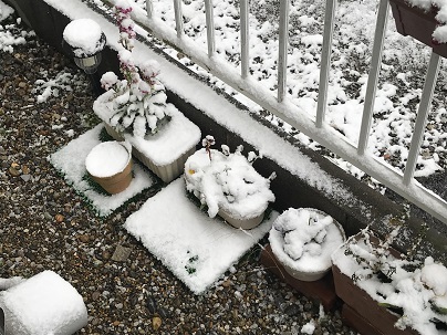 雪化粧の花.JPG