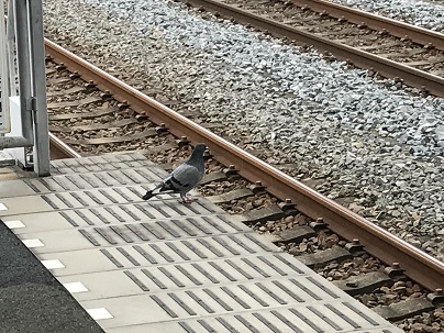 電車待ち？ハト.JPG