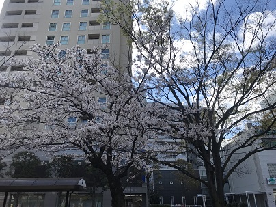 2019年駅前の桜.JPG